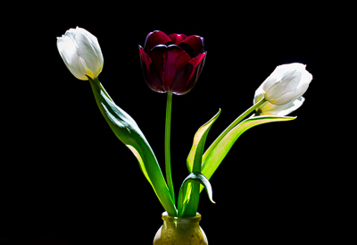 Tulips Still Life